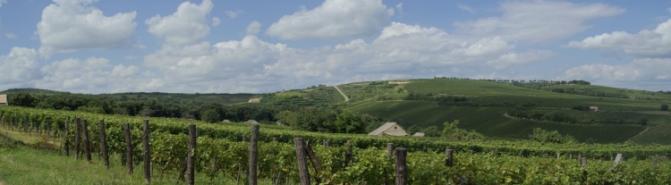 vineyard